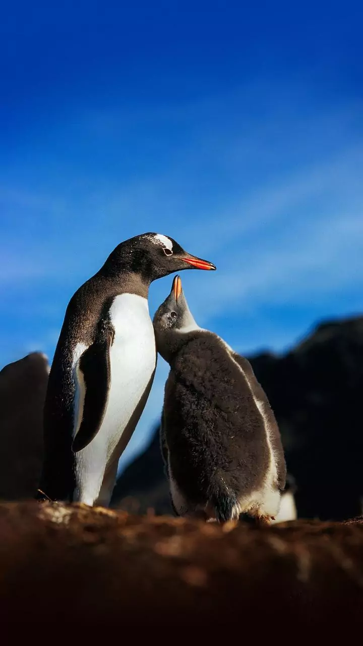 Beyond the Waddle: 6 Astonishing Penguin Facts That Redefine These Birds