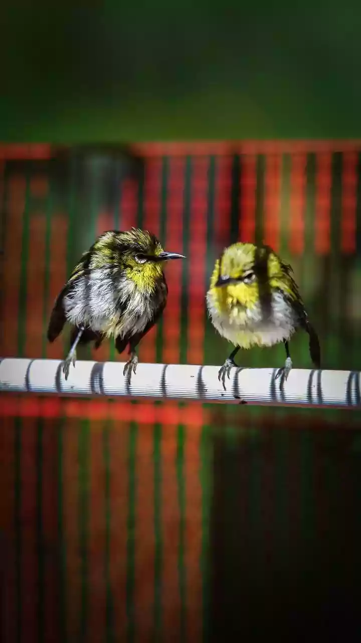 5,439 birds injured by kite strings rescued in Gujarat during Uttarayan festivities