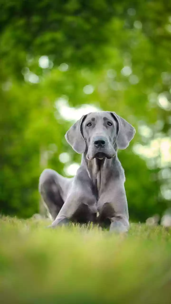 DNA Study On Why Large Dogs Age Faster In Context: Larger Dogs Show Faster Changes In DNA Methylation