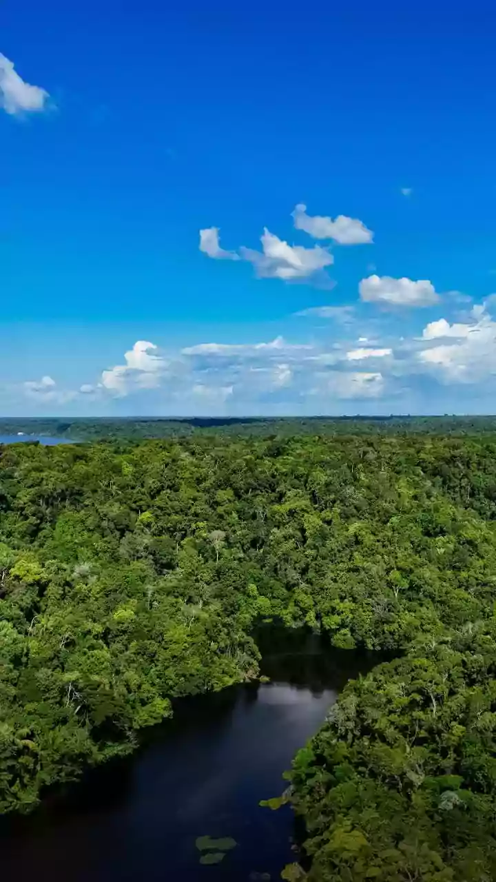 How Satellite Imaging Tracks Mangrove Density Shifts To Measure Sundarbans Carbon Sequestration