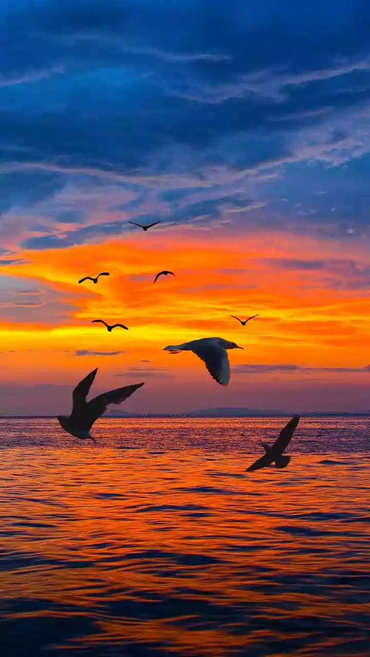 Estudo indica que mudanças climáticas alimentaram diversidade evolutiva das aves