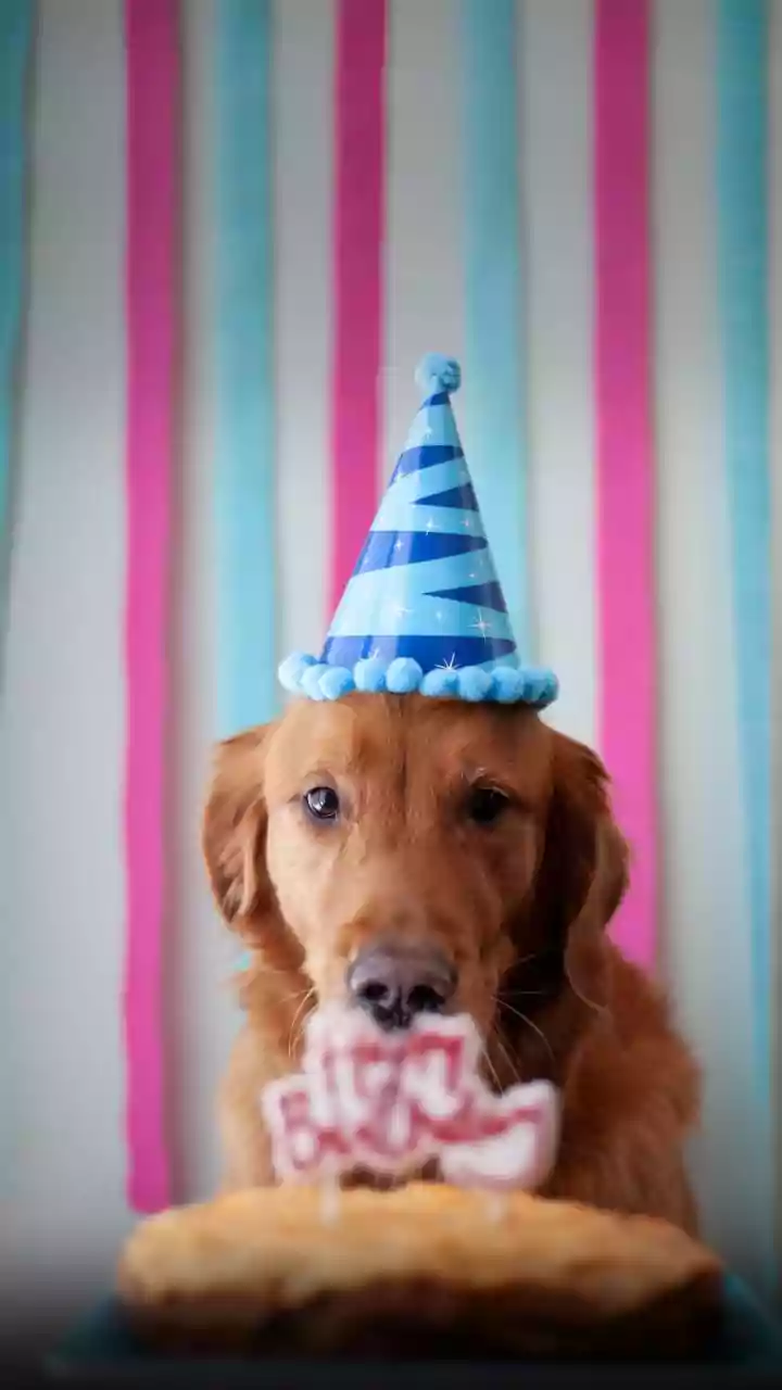Preservative Free Specialized Birthday Treats Hit Curated Pet Bakery Stores