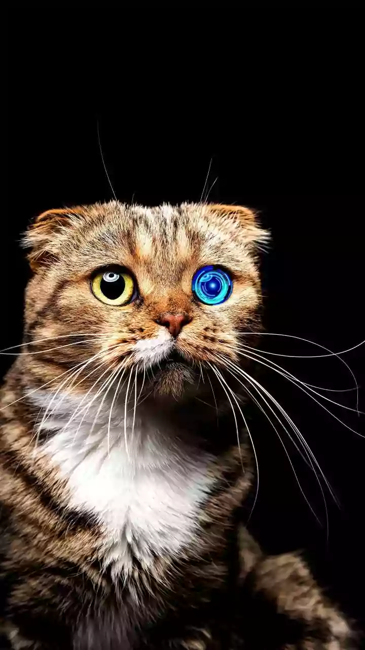Face or Cat? Optical Illusion Reveals Your Creative vs. Peaceful Personality Traits