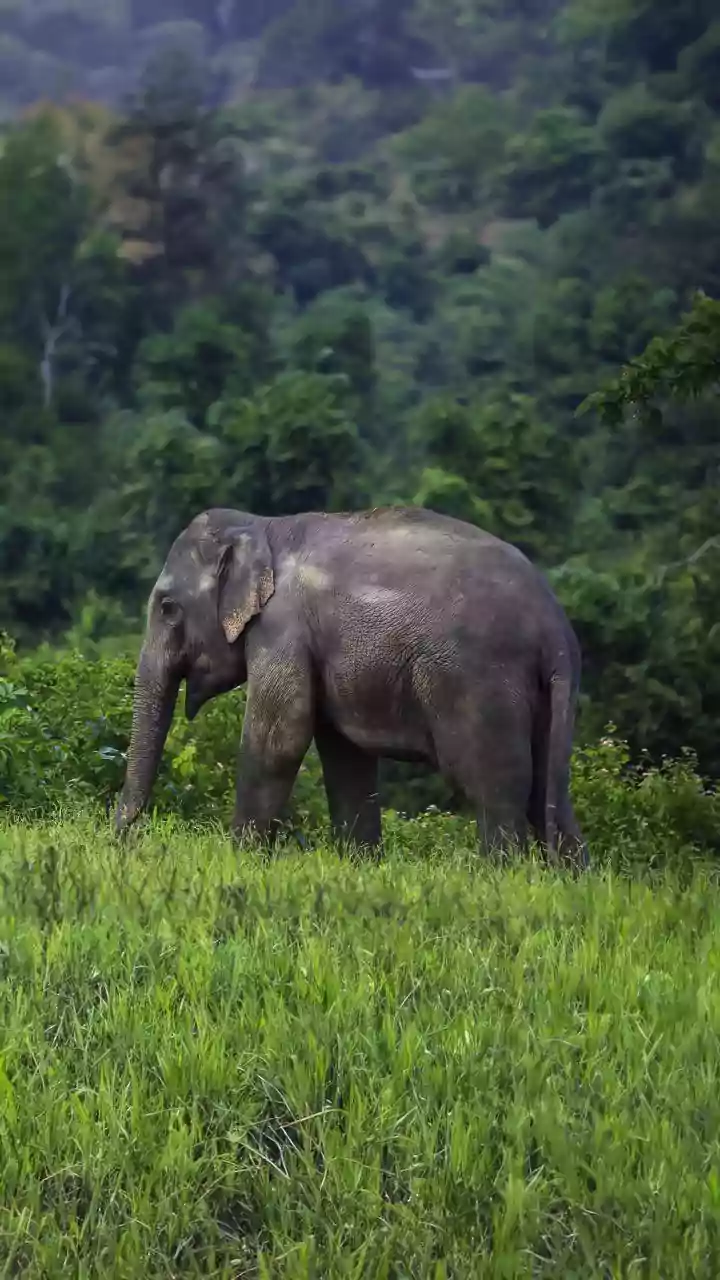 Two men trampled to death by wild elephant in Karnataka’s Sringeri