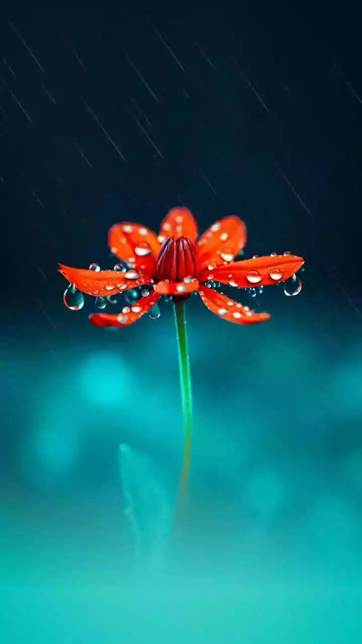 Rainy Season's Most Beautiful Flowers