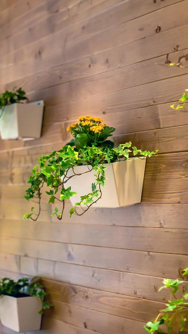 Balconies Need Plants That Survive Daily Tantrums