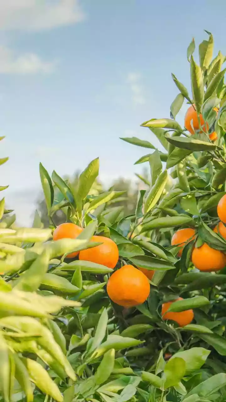 Orange Peel Power: 16-Year-Old's Hydrogel Innovation Revolutionizes Water-Saving Farming