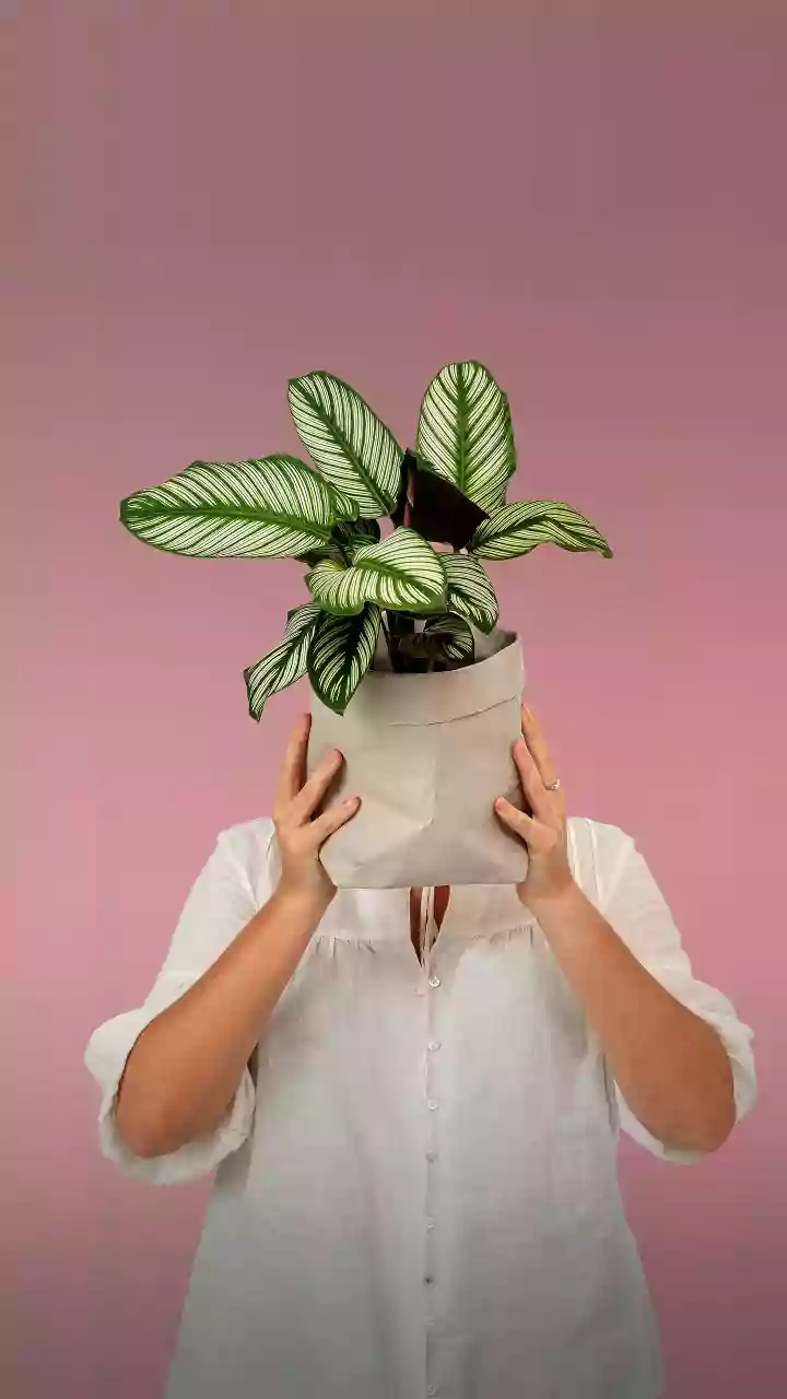 Falar com plantas funciona? Veja o que diz estudo