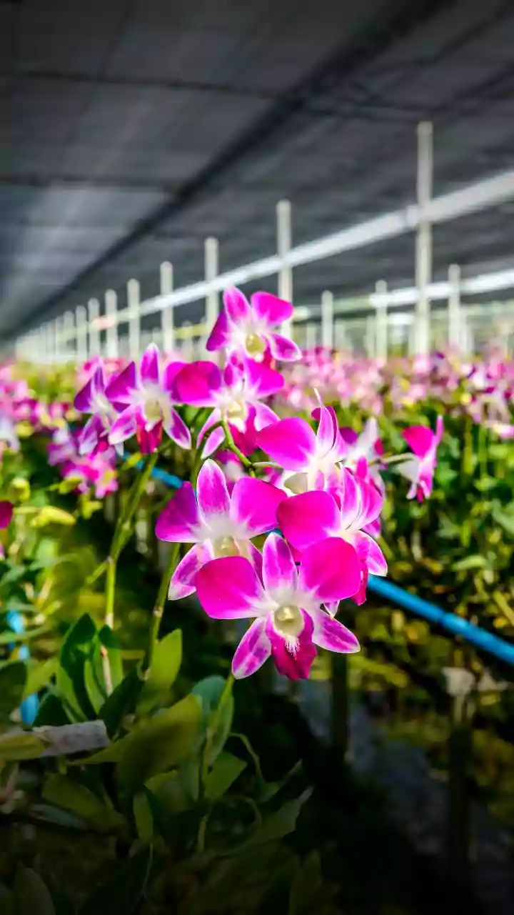 First consignment of cut flowers helped farmers earn Rs 1 lakh: Arunachal CM