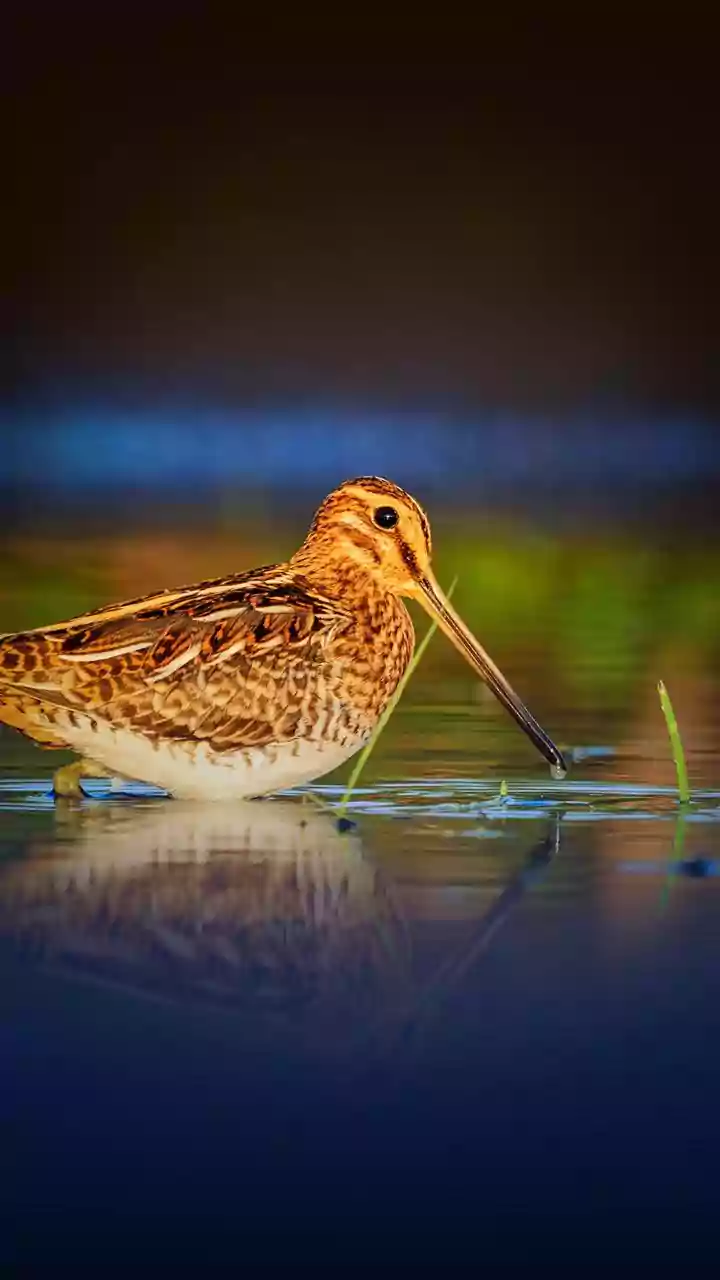 Why Connected Habitats Are Essential for Migratory Bird Survival