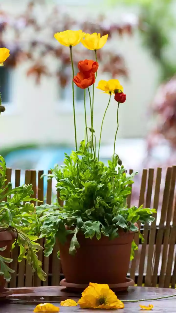 A Midseason Thinning Can Prevent the Balcony from Becoming Overgrown