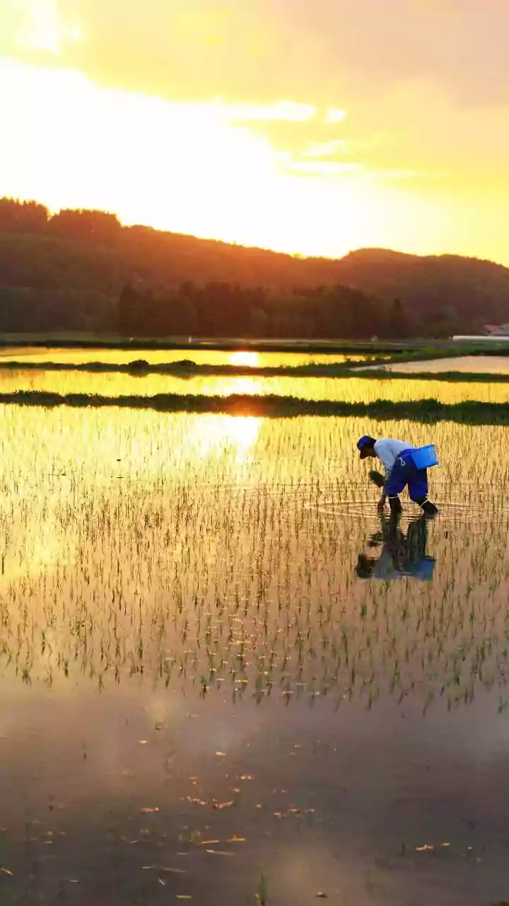 Indian Farmers Urged Hold Sowing Until Heavy Plains Rain Arrives
