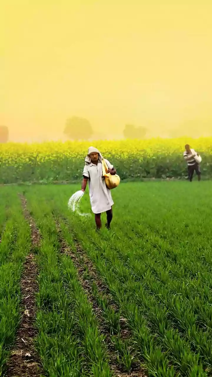Urea Shortage Sparks Protests Among Medak Farmers