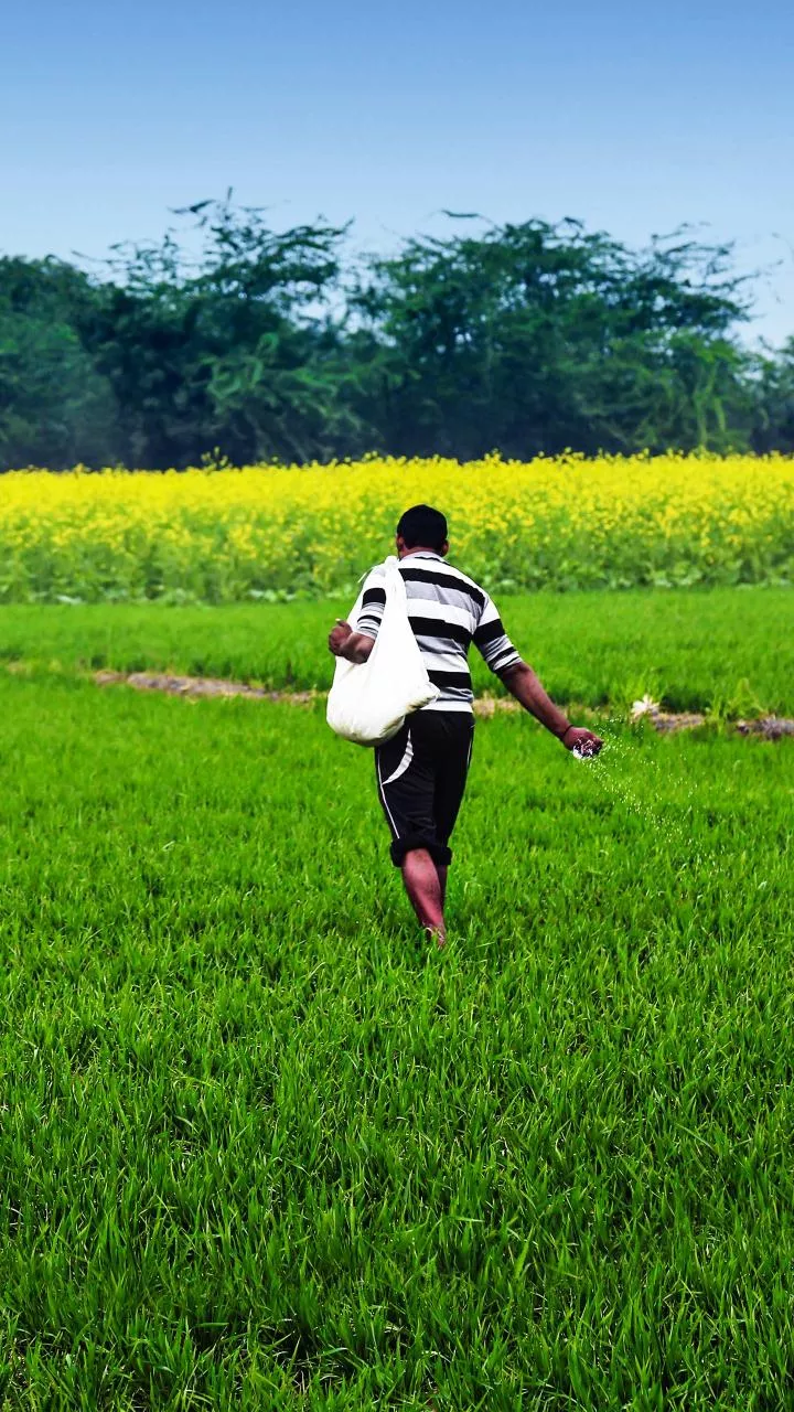 Grain procurement to begin from November 3 in Andhra Pradesh