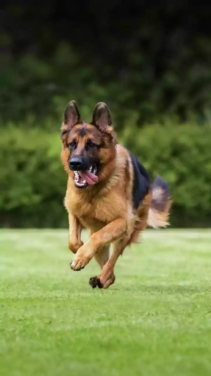 DNA Study On Why Large Dogs Age Faster In Context: Biological Age Can Differ From Calendar Age