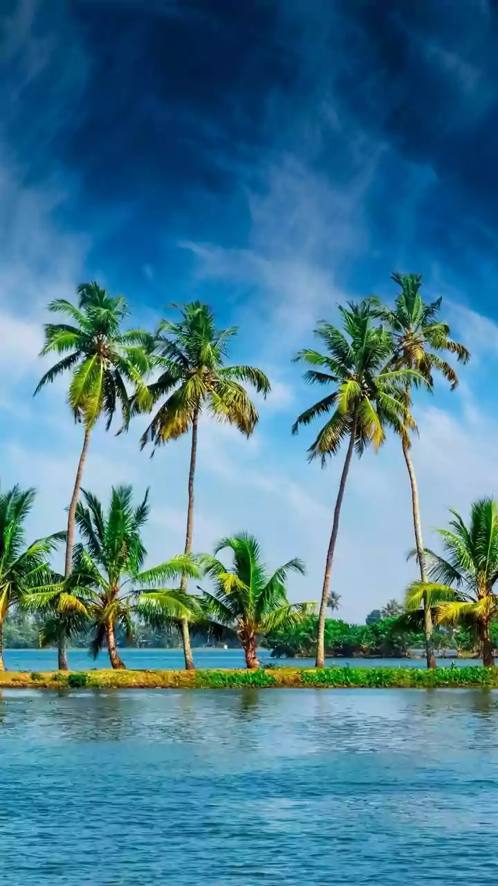 R Madhavan's Remarkable 3-Year Transformation: From Barren Land to Bountiful Coconut Farm in Tamil Nadu