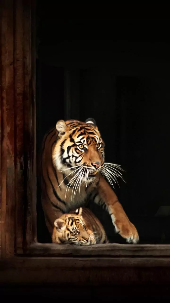 Patna Zoo using oil heaters, UV lights as part of winter care for animals:  Director