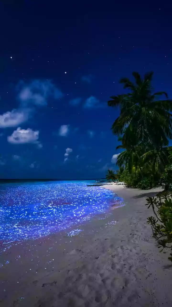 Bioluminescent Beach Walks Go Viral On Instagram Along Karnataka Coast