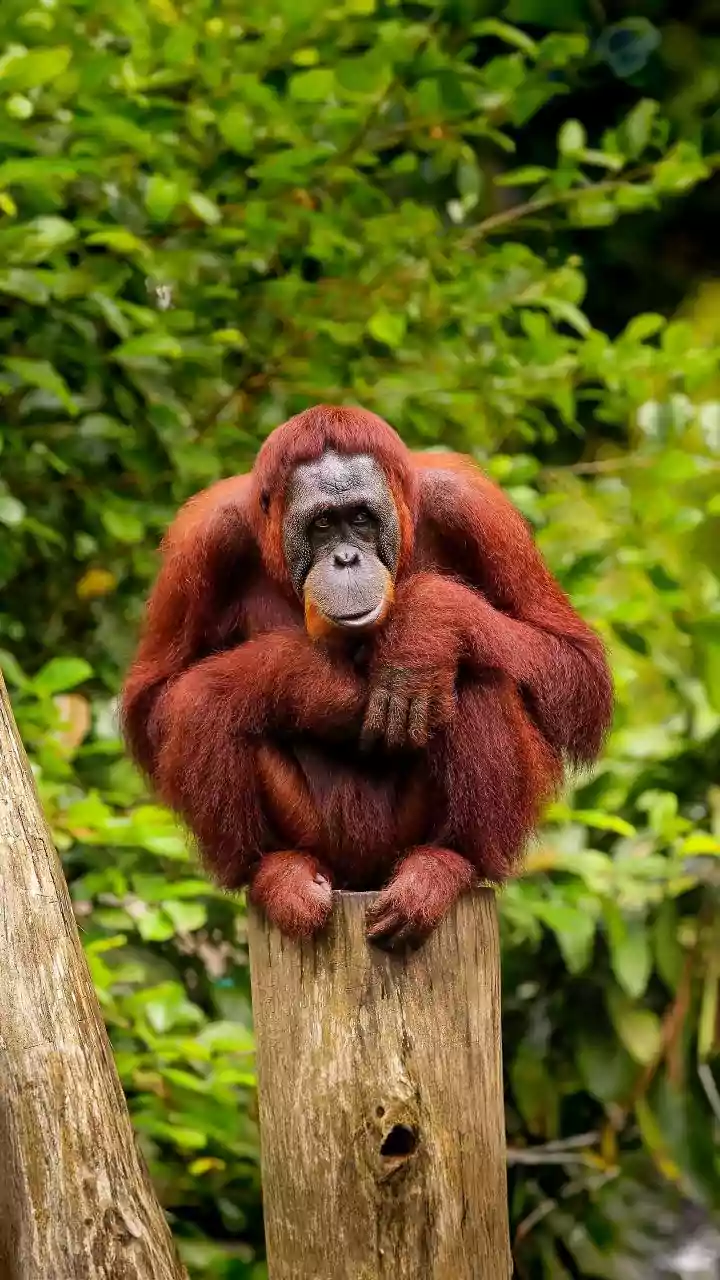 Orangutans not native to India found in Odisha forest; govt orders probe