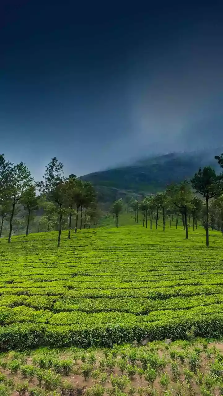 Priyanka Gandhi Seeks Funds For Tea Estate