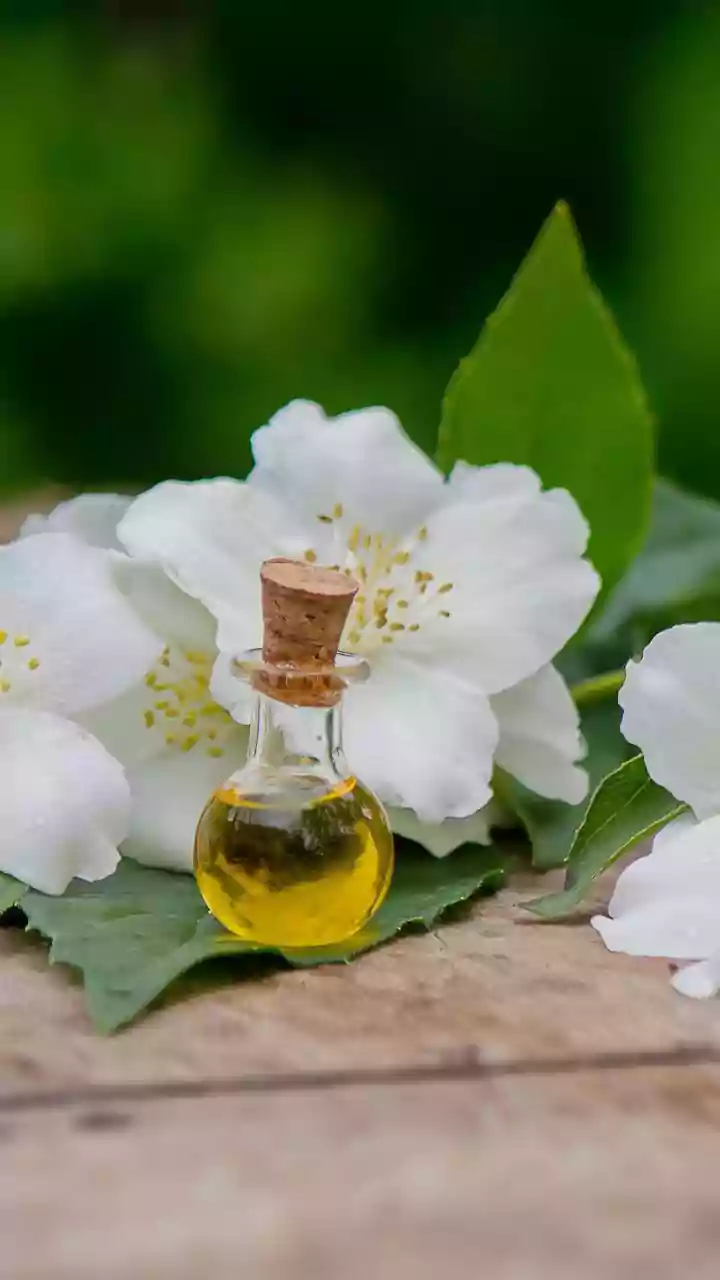 African Jasmine Plant Uses and Traditional Aromatic Uses of Jasmine: a Closer Look