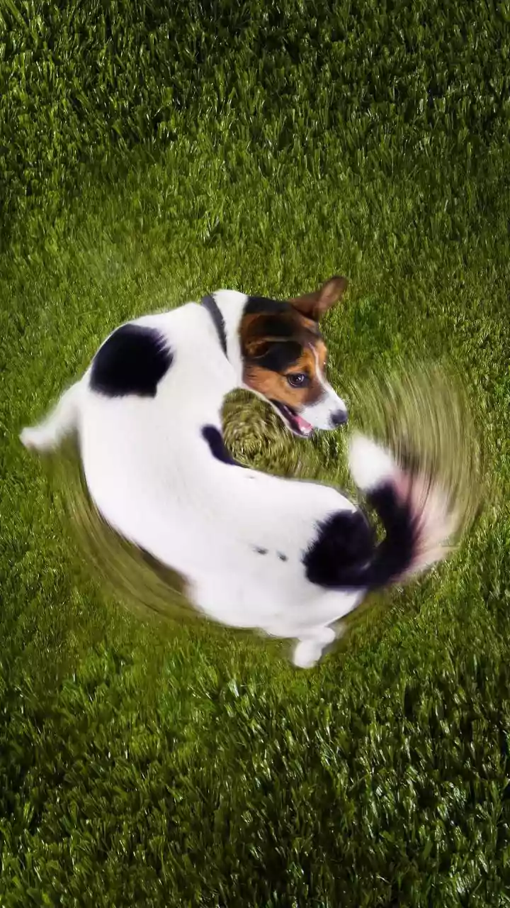 Lost your dog? Amazon’s Ring has a new AI feature to help you find them, here’s how