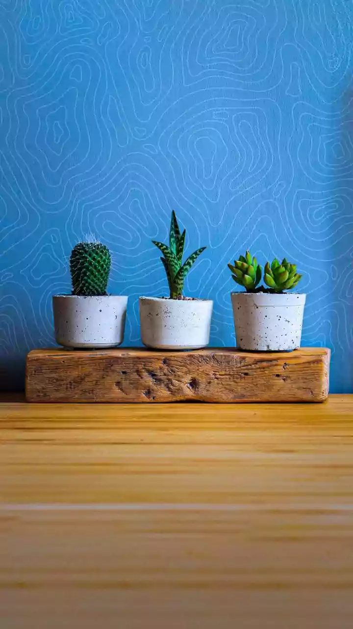 Tiny Homes Need Plants With Real Resilience