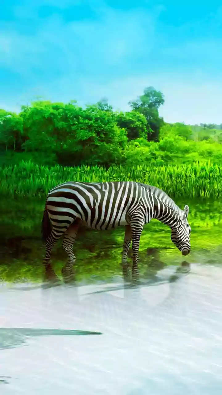 Ranthambore's New Booking-Season Surge: What Readers Should Know About Zone Rules And Availability