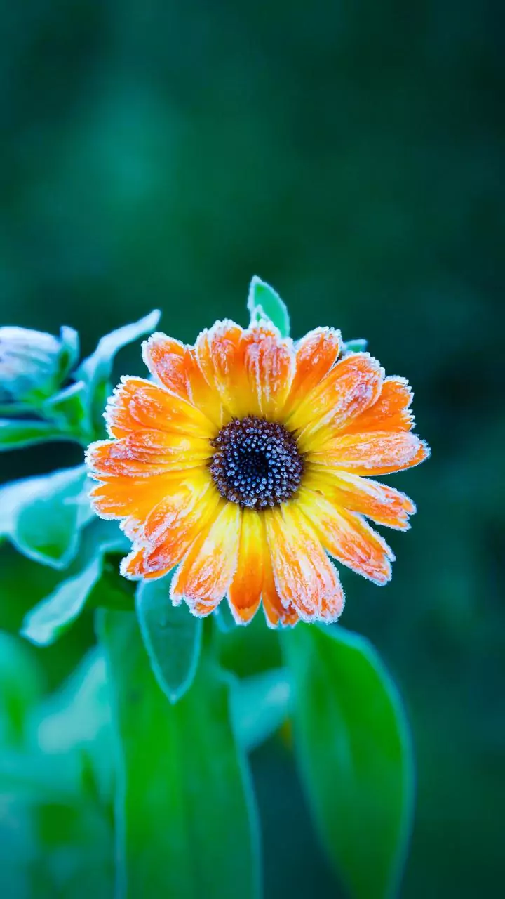 Stronger winter chill — tap to check the temperature trend.