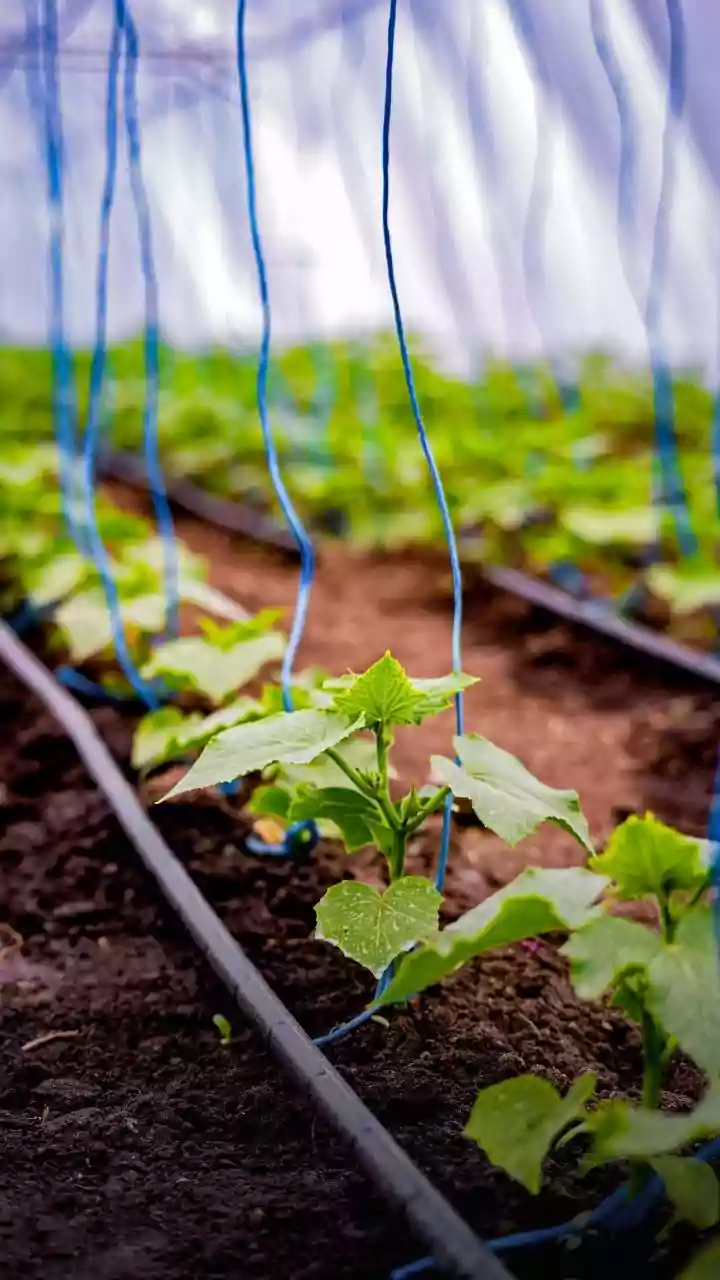 How Scientists Use Ag Waste To Produce Non Flammable Plant Based Battery Electrolytes