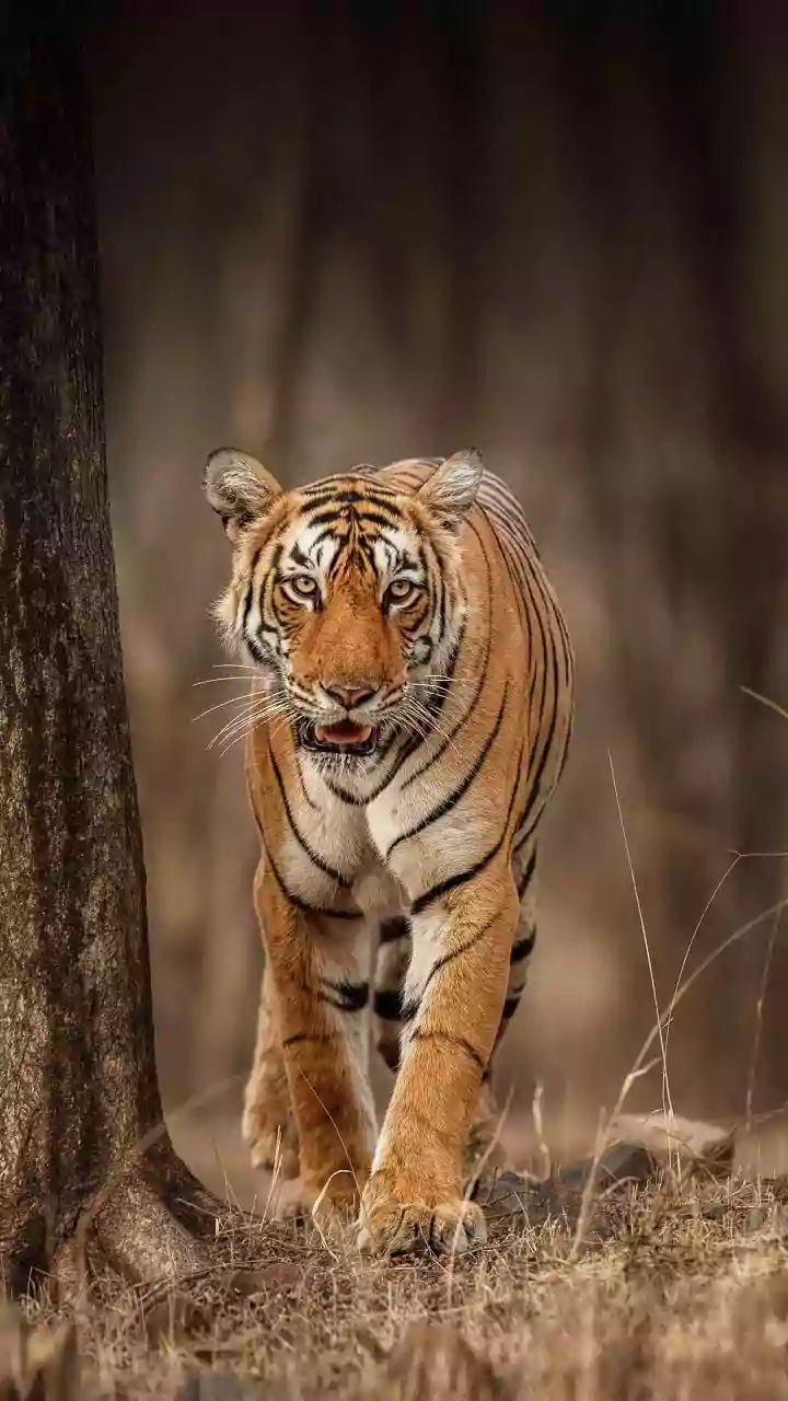 Inside India's Big Cat Relocation: How Habitat Restoration Enables Tiger Population Growth