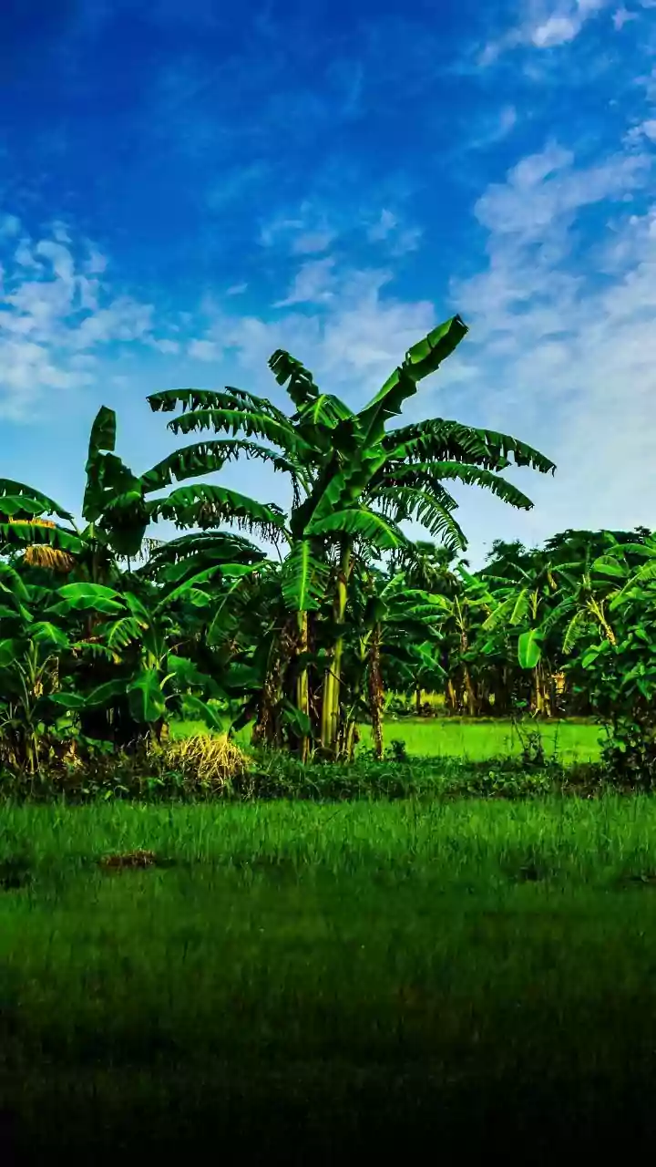 Monsoon In Bokaro: Why Sevati Valley Is Attracting Nature And Photography Fans