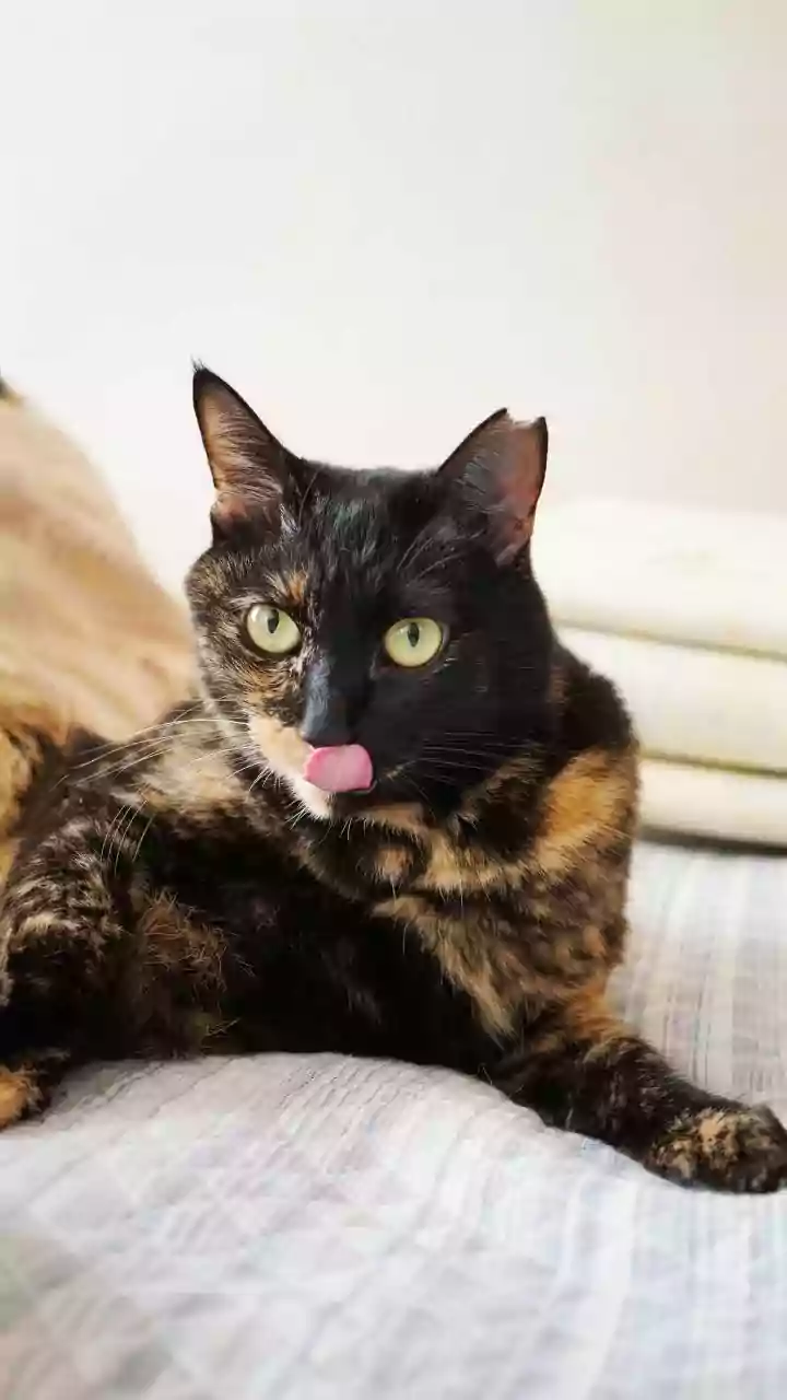 Dreamy Felines: 5 Unbelievably Rare Cat Colors and Patterns You Won't Believe Are Real