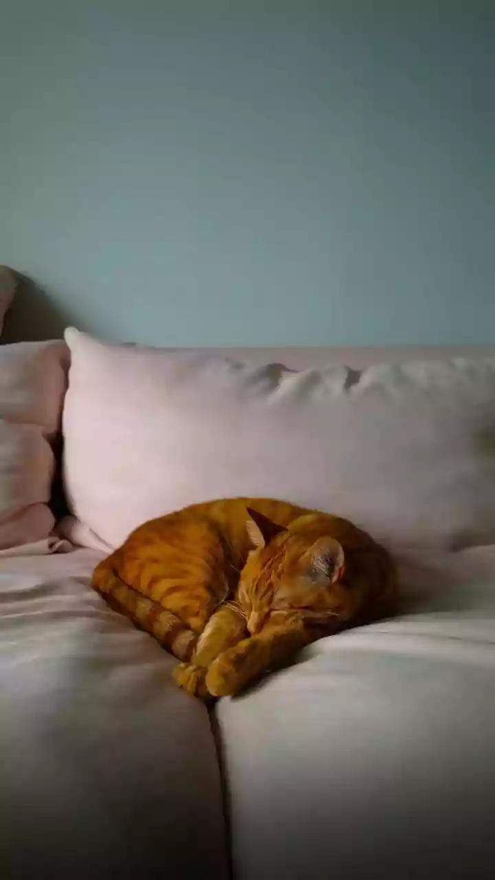 Apartment Cats Benefit from More than One Safe Resting Spot