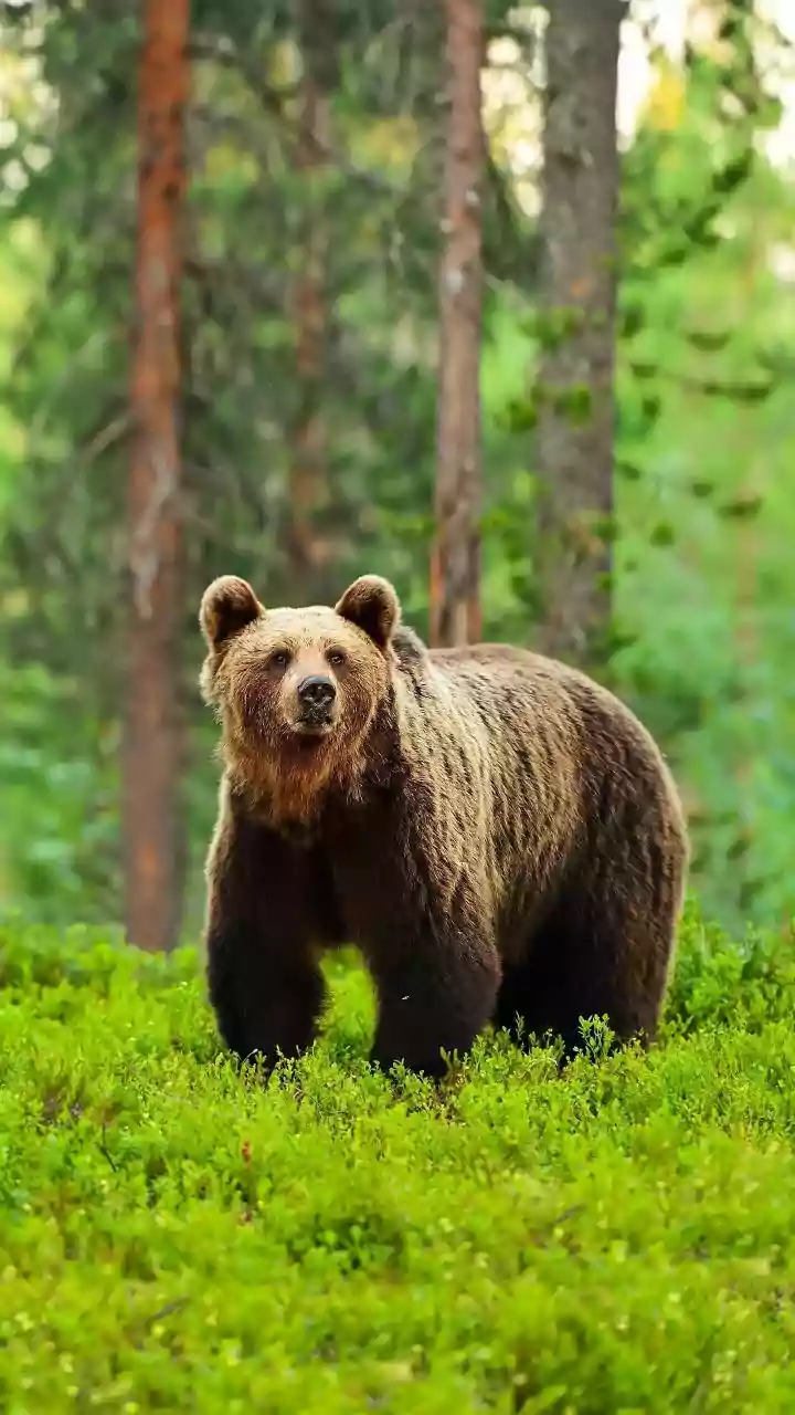 AI's Furry Face: How Facial Recognition Learns from Bears