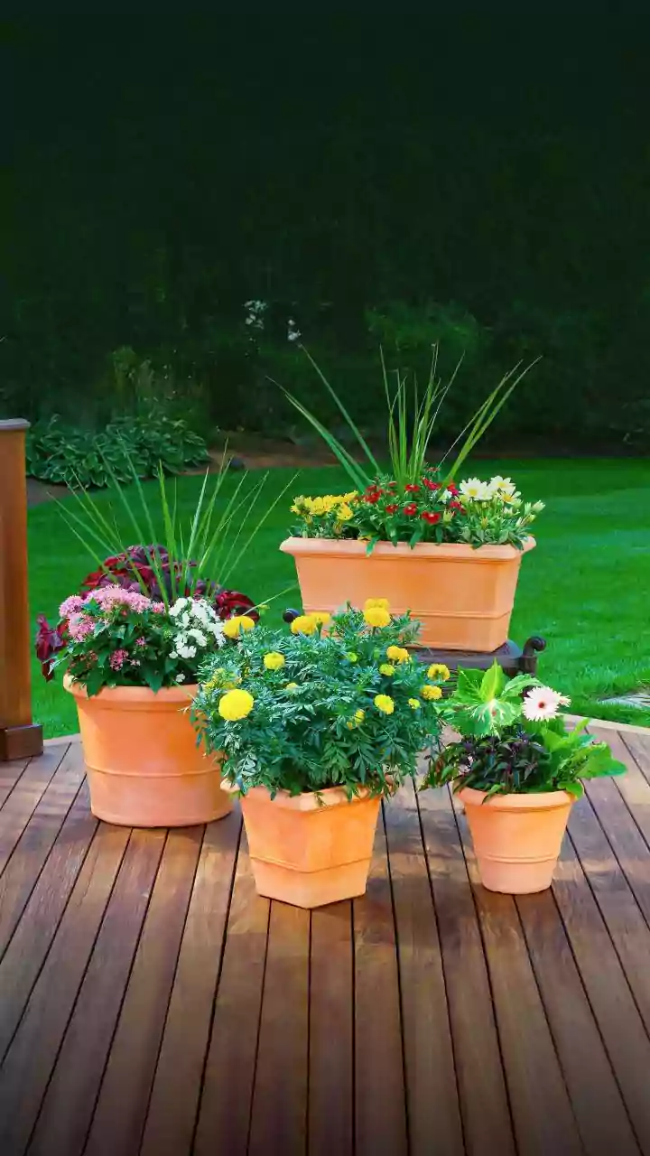 A Fresh Potting Guide Challenging Gravel Layers Adds Fresh Context To Container Gardening And Soil Structure