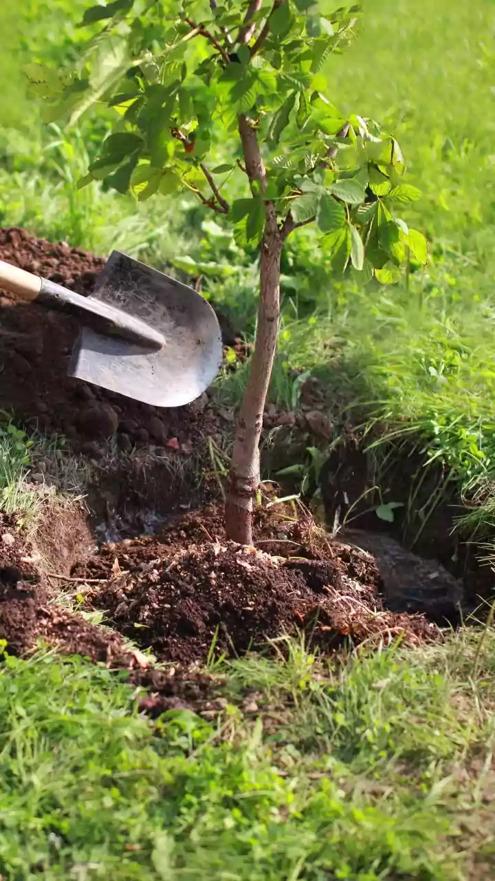 How Urban Gardeners Can Restore Microbe Balance In Soil Damaged By Heavy Monsoon Waterlogging