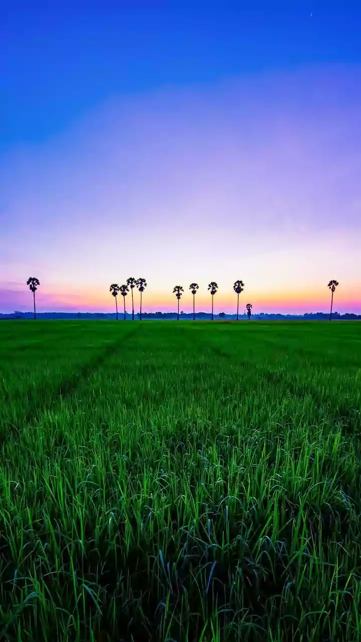 Punjab's Cotton-to-Paddy Shift: A Guide for Farmers and Policy Readers