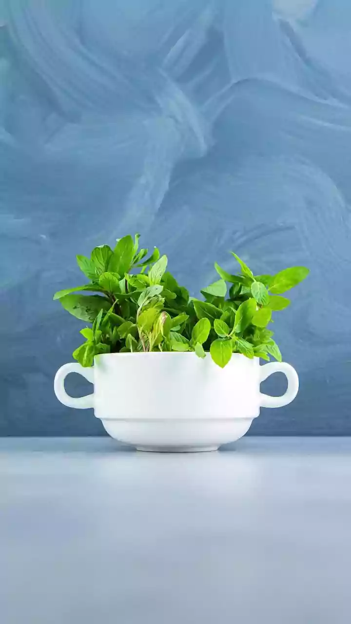 Why Fresh Windowsill Herbs Like Mint And Coriander Offer Convenient Cooking Ingredients Right At Hand