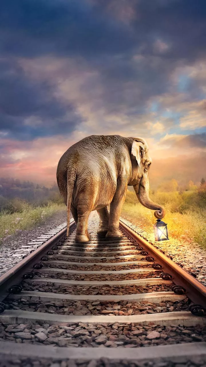 Down Rajdhani Express halts in Assam's Hojai for wild elephants