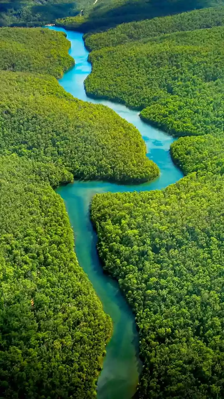 How Local Communities Along Eastern Seaboard Strengthen Mangrove Bio-Shields Against Violent Surges