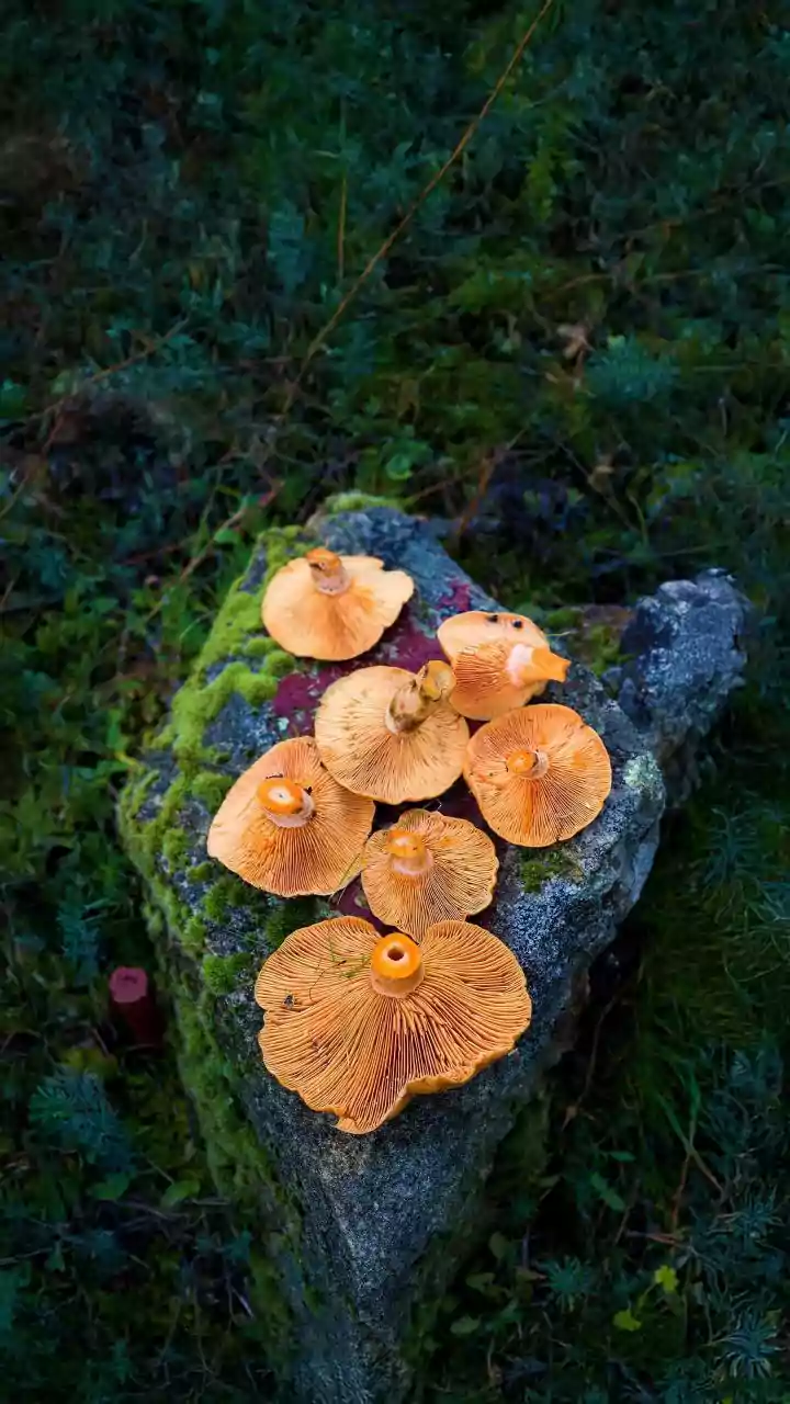 Mushroom Safety Explained: Why Identification Matters More During Monsoon