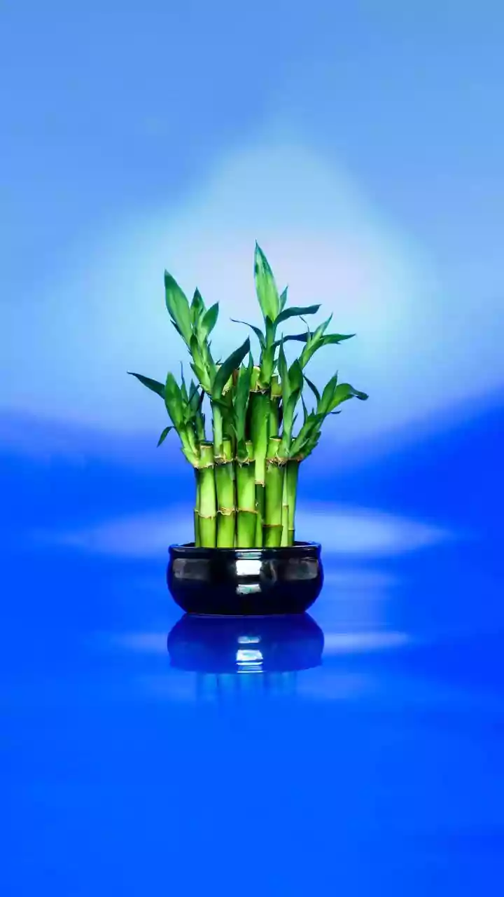 Feng Shui Gifts for Abundance and Growth in 2026