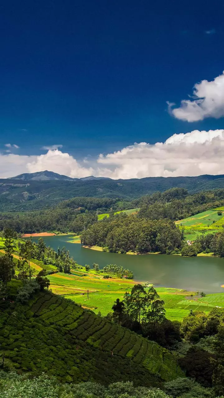 Wayanad-themed calendar featuring Priyanka''s engagements released