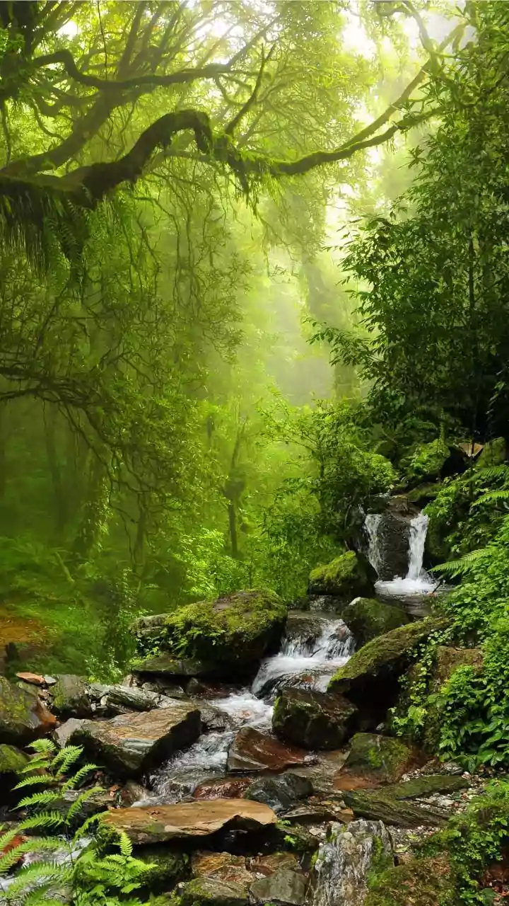 Kerala's Top Waterfalls: Your Ultimate Summer Escape Guide