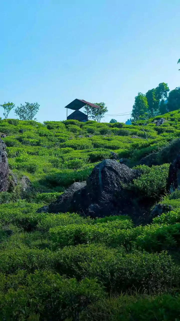 Kerala CM reviews rehabilitation progress for Wayanad landslide survivors