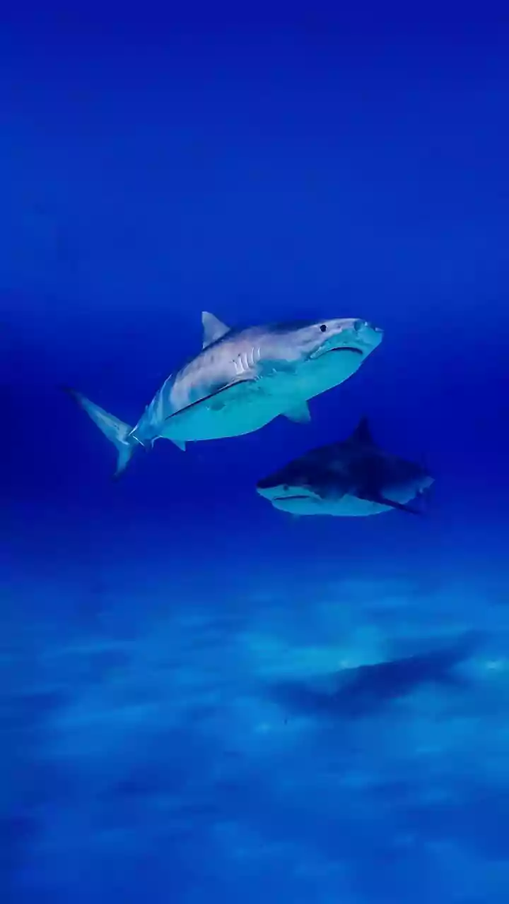 Exploring the Mysterious Shark Mountains of the Deep Sea