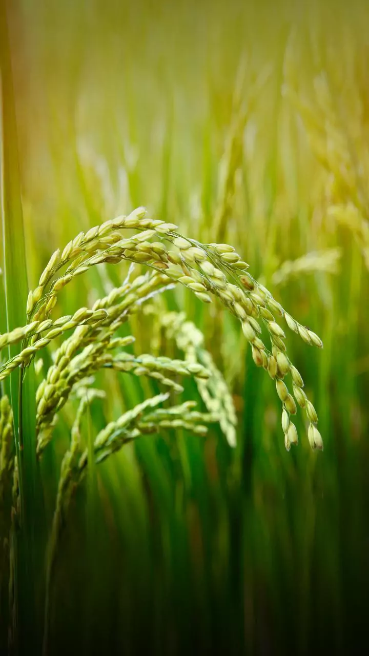 Odisha to receive Rs 155 cr incentive from Centre for digital crop survey  and  farmers’ registry