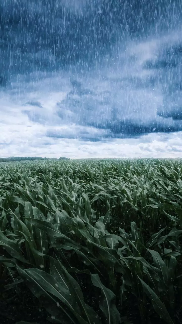 India's monsoon 12% below normal threatens cotton soybean corn