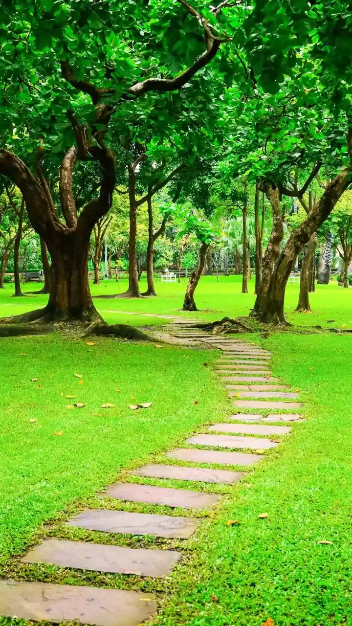 Walking Meditation: Transform Your Walks